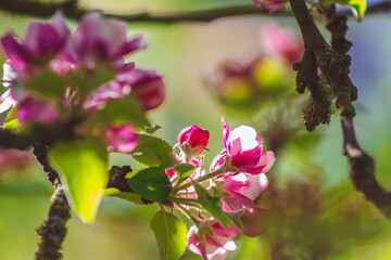 Apple tree blossoms on a tree. Beautiful pink and white flowers in different shapes