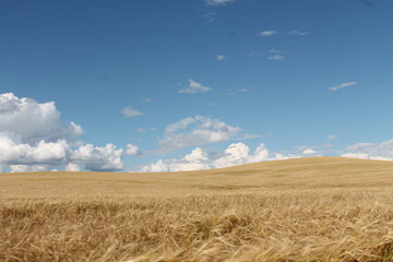 Wheat yellow field. Nizhny Novgorod region.