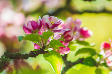 Apple tree blossoms on a tree. Beautiful pink and white flowers in different shapes