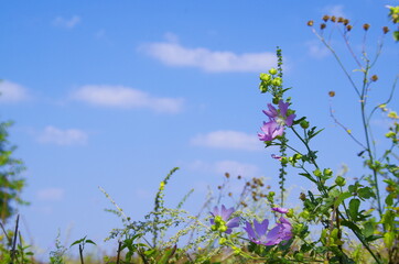 blue sky and flowers