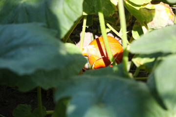 Yellow pumpkin on the garden