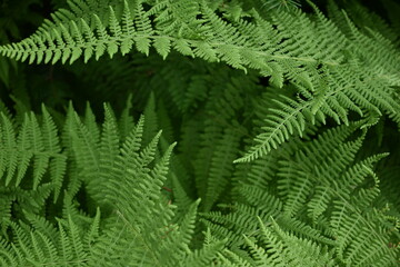 Ferns (Fern background)