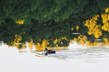 The duck swims in the pond against a blurred background of reflections of the forest in the water. Selective focus