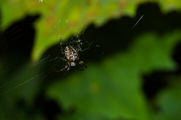 Spider on a summer day