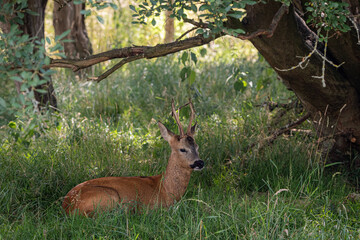 deer in the forest