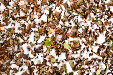 background of dried leaves with red berries covered by snow
