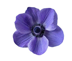 Isolated blue flower on a white background. Anemone
