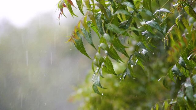 Slow motion shot of neem leaves getting soaked in the heavy torrential monsoon rain of Delhi India with droplets falling off