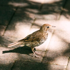 Song thrush on pavement