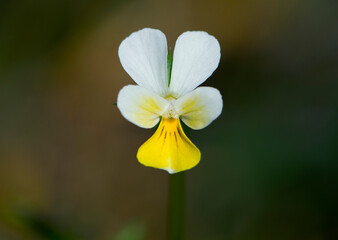 small delicate white-yellow flower close-up