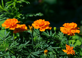 orange beautiful flowers marigolds close-up. Close up of beautiful flower pattern of marigold in the garden. Marigolds erect, Mexican, Aztec or African marigold
