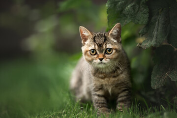 Naklejka na ściany i meble small tabby kitten walking outdoors in summer, portrait on grass