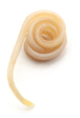 White roundworm parasite.