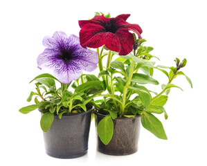 Colorful petunia in the pot.