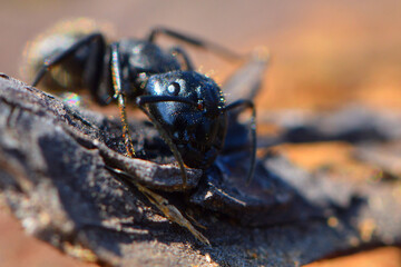 
black ant head portrait close-up