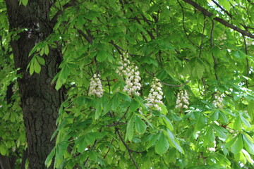 
White candles of flowers bloom on a horse chestnut tree on a sunny may day