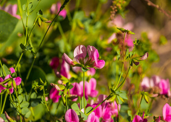 dragon flowers or snapdragons, Antirrhinum (binomial name)