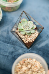 Green succulent in a glass pot next to jars with pebbles and moss. Master class: planting a succulent in a vase. Do it yourself. Photo from the series