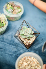 Green succulent in a glass pot next to jars with pebbles and moss. Master class: planting a succulent in a vase. Do it yourself. Photo from the series