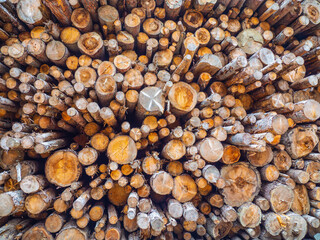 Background of a pile of wooden logs, big trunks of tall trees cut and stacked. Stack of cut pine tree logs in a forest. Wood logs, timber logging