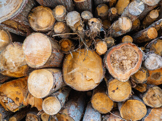 Background of a pile of wooden logs, big trunks of tall trees cut and stacked. Stack of cut pine tree logs in a forest. Wood logs, timber logging