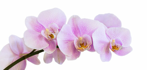 Fototapeta na wymiar Beautiful light purple phalaenopsis orchid flower, known as fluttering butterflies, against a white background.