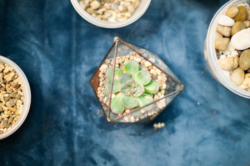 Green succulent in a glass pot next to jars with pebbles and moss. Master class: planting a succulent in a vase. Do it yourself. Photo from the series