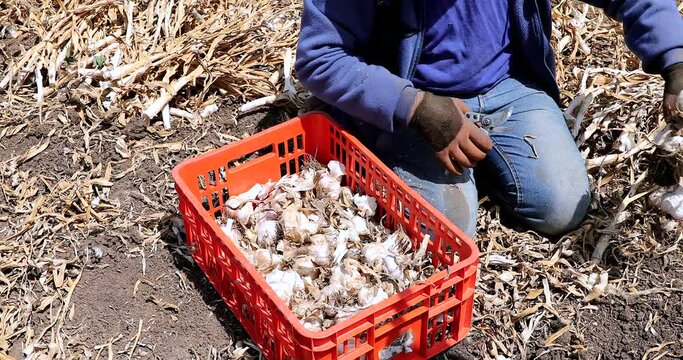 Garlic crop. Farmer Cutting freshly picked garlic heads in a field.