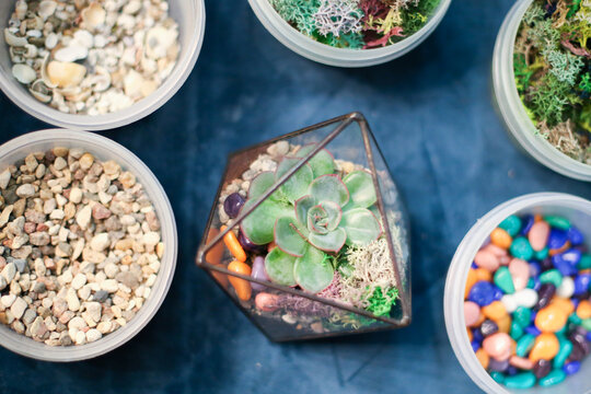 Green Succulent In A Glass Pot Next To Jars With Pebbles And Moss. Master Class: Planting A Succulent In A Vase. Do It Yourself. Photo From The Series