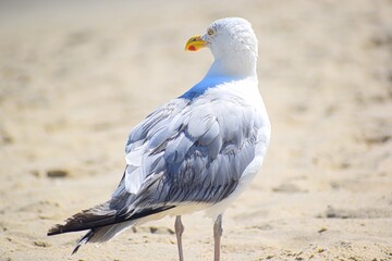 seagull on the beach