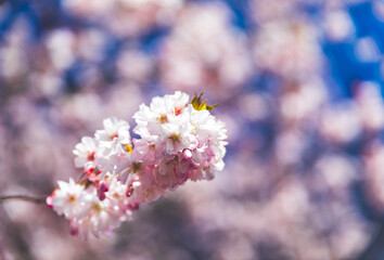 Closeup of pink cherry blossom flowers on the end of a branch.