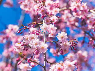 Closeup of pink cherry blossom flowers with blue sky background