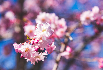 Closeup of pink cherry blossom flowers with blue sky background