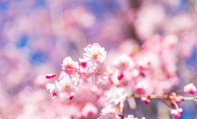 Closeup of pink cherry blossom flowers with blue sky background