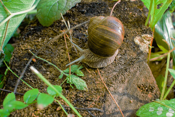 A forest snail crawls on a tree stump