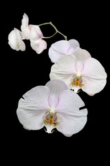 white orchid isolated on black background
