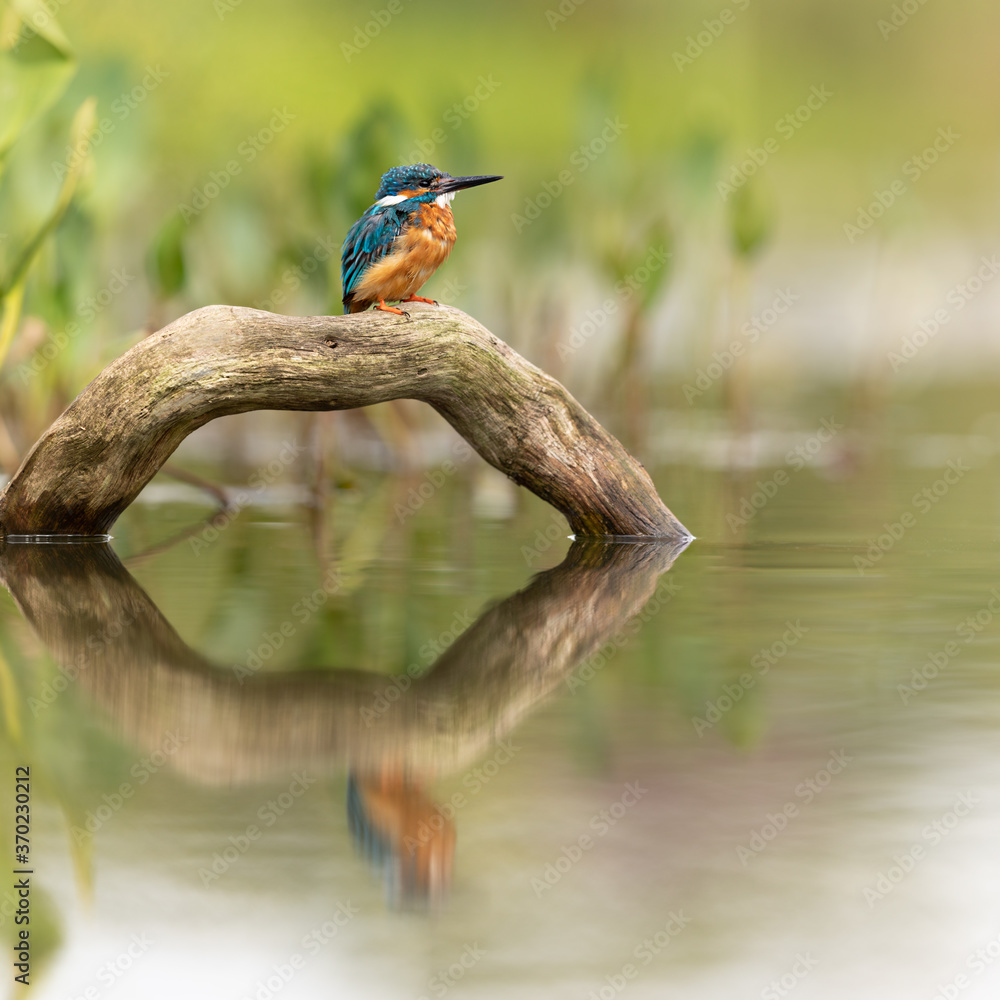Wall mural common kingfisher perched on a branch with reflection showing in pond below and a green background.