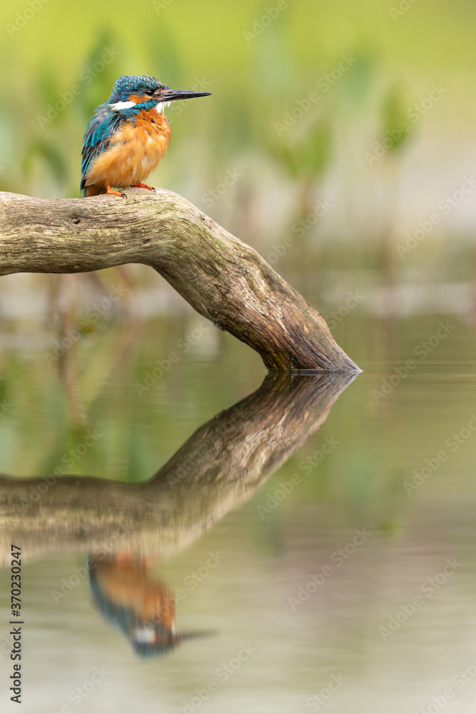 Wall mural common kingfisher perched on a branch with reflection showing in pond below and a green background.