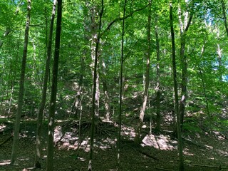 green forest in the morning