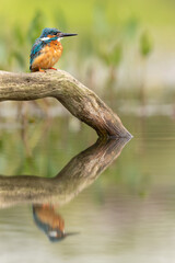 Common Kingfisher perched on a branch with reflection showing in pond below and a green background.  