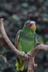 Un loro parado sobre la rama de un arbol