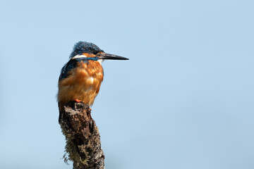 Male Common Kingfisher perched on a branch with blue sky in the background.