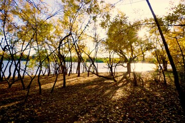 sunset in the forest