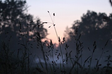 Long grasses against a red colored sky