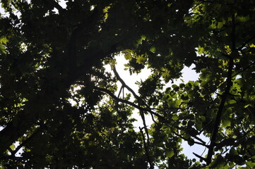 The bark on the trees. Sunlight through the trees