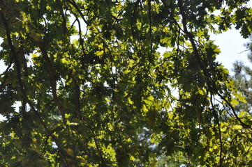 Fototapeta premium The bark on the trees. Sunlight through the trees