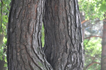 Obraz premium the bark on the trees