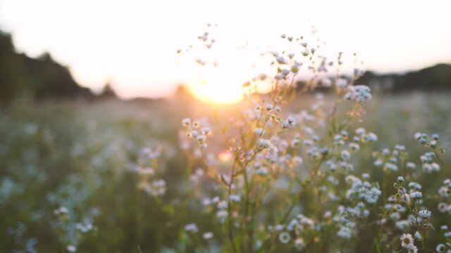 Beautiful sunny sunset plants growing in rural meadow in summer. Natural video background.