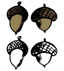 Doodles of autumn harvest. Realistic ink sketch of acorns. Hand drawn vector illustration. Set of black contour and color element isolated on white. For design, decoration, prints, card, sticker, wrap
