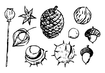Doodles set of autumn nature elements. Nuts, chestnuts, acorns, poppy seeds, anise, pine cone. physalis. Hand drawn vector illustrations collection. Black object isolated on white for design, decor.